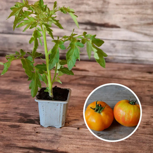 TOMATE BIG RAINBOW AB - PLANT 