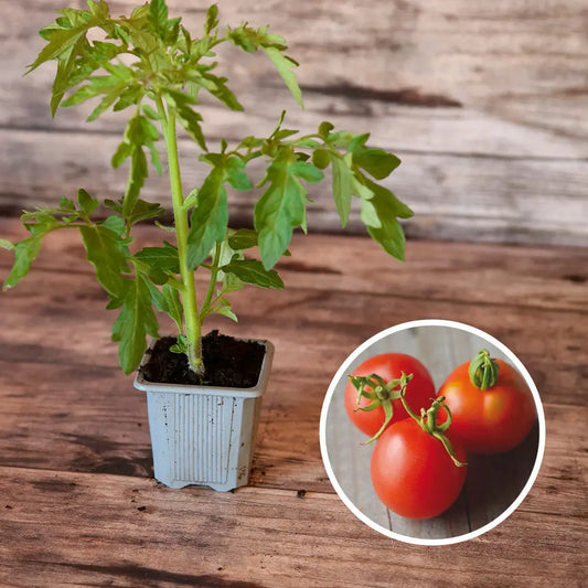 TOMATE BLOODY BUTCHER AB - PLANT 