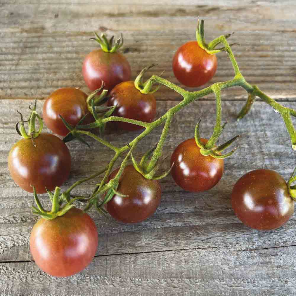 TOMATE BROWN BERRY AB 