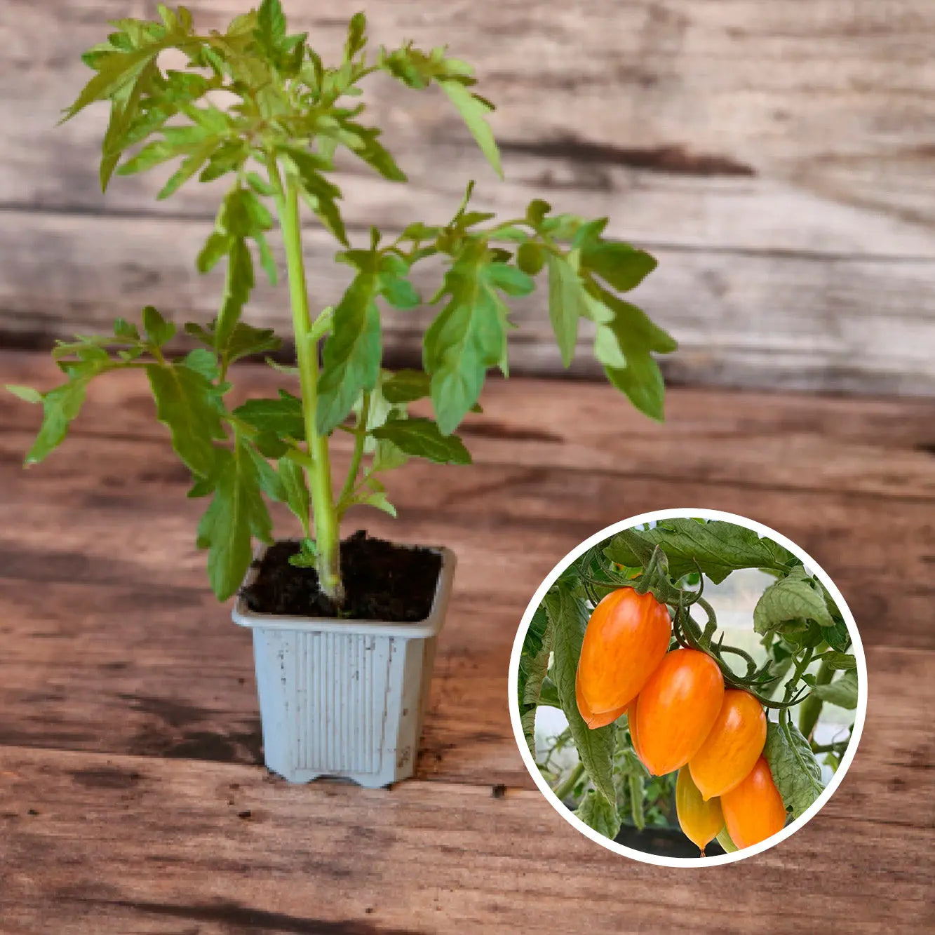 Plant de Tomate Cerise Blush Tiger Bio – La Ferme de Sainte Marthe