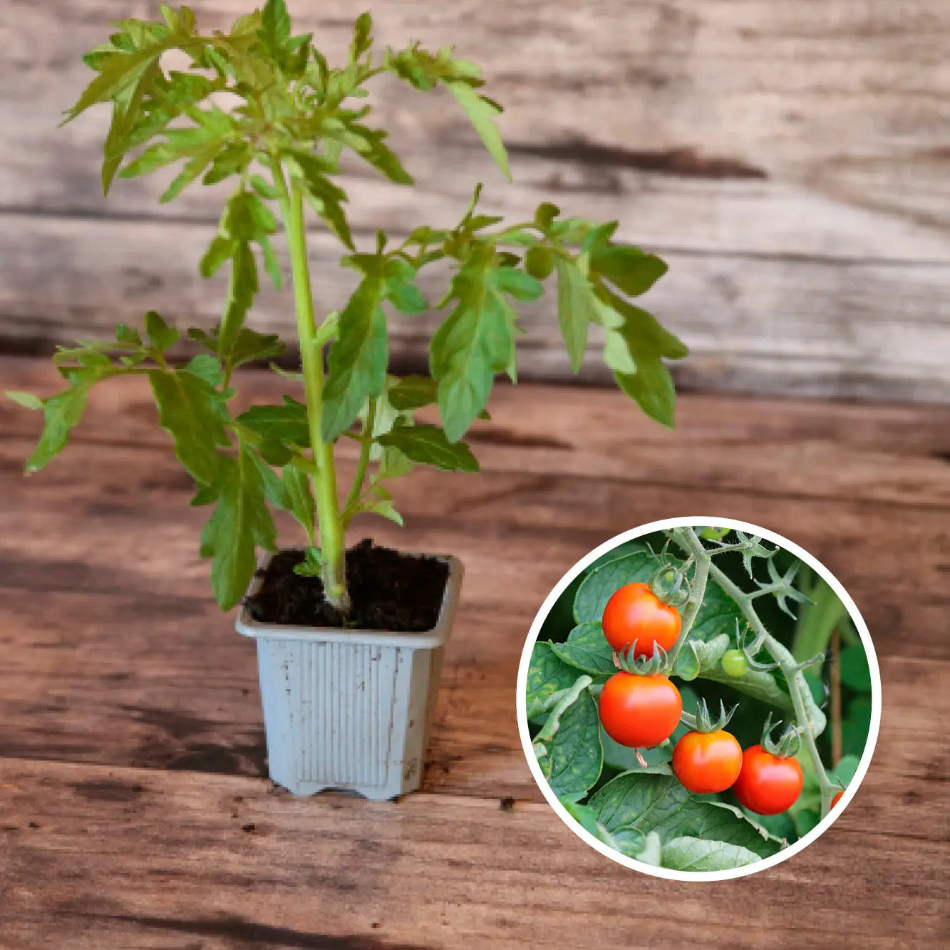 Plant de Tomate Cerise Bio – La Ferme de Sainte Marthe
