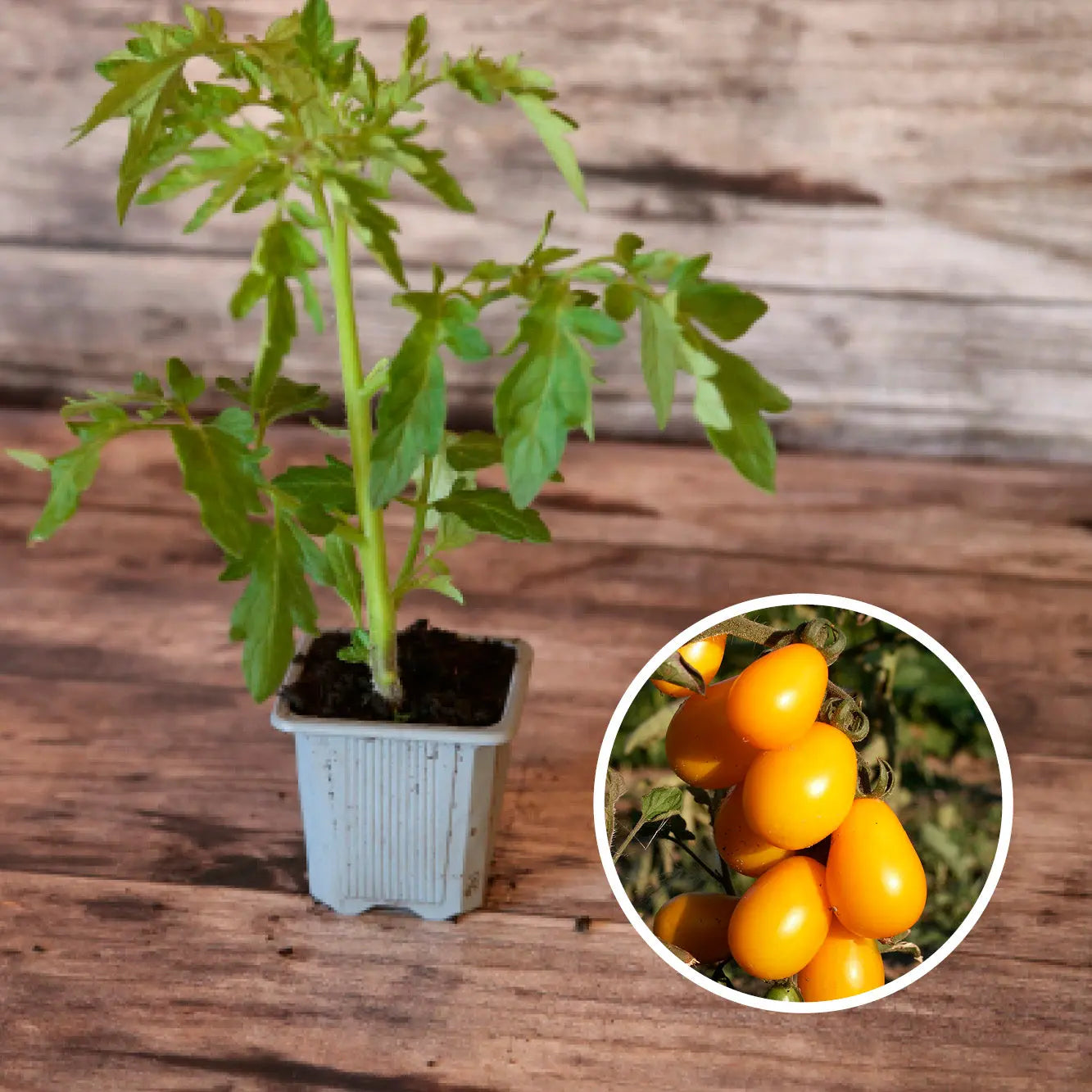 Plant de Tomate Cerise Poire Jaune Bio  La Ferme de Sainte Marthe