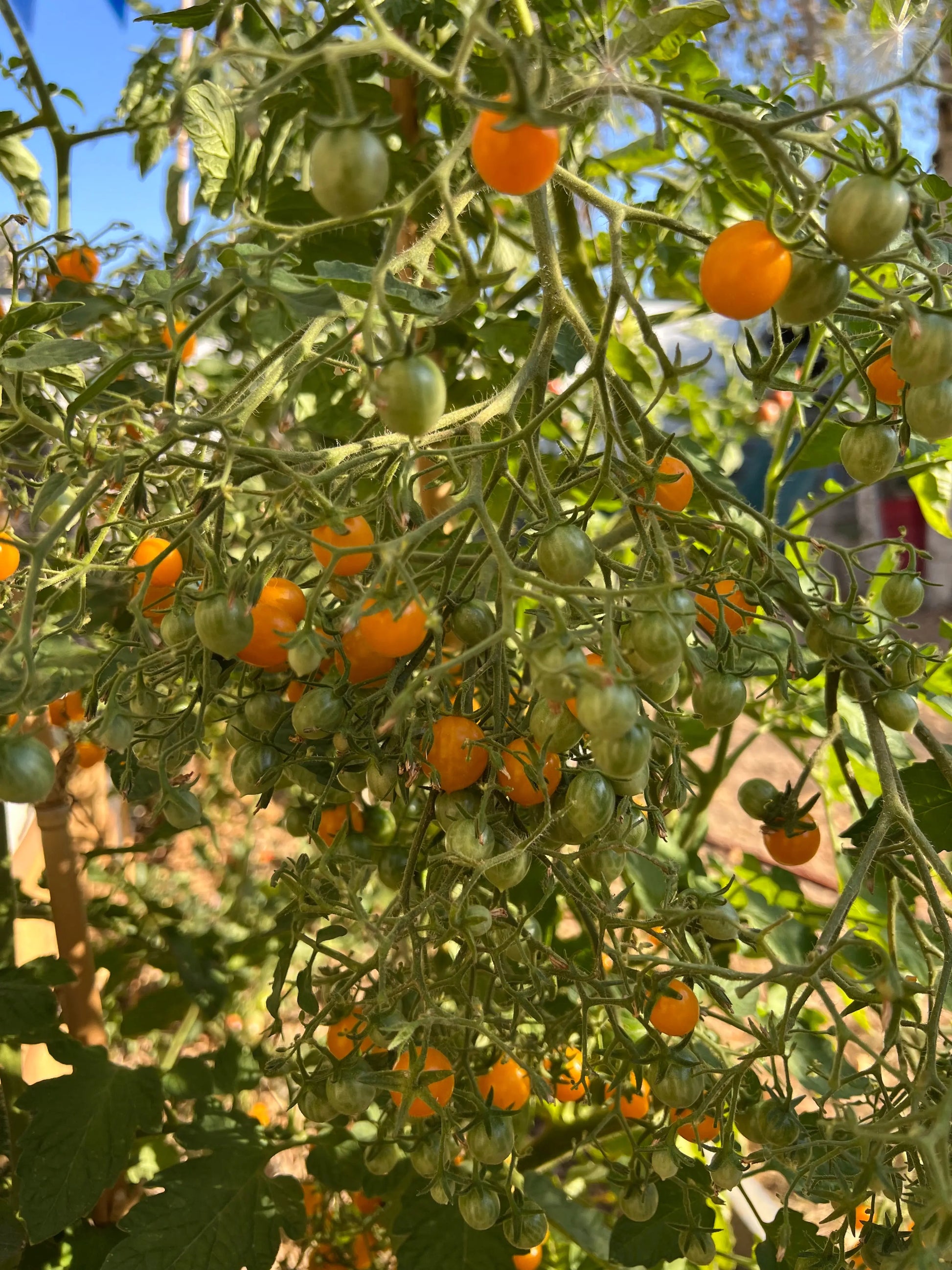 TOMATE COCKTAIL CLEMENTINE AB 