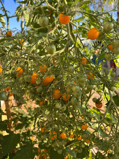 TOMATE COCKTAIL CLEMENTINE AB 