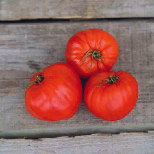 TOMATE CŒUR DE BŒUF GEANT REIF RED AB 