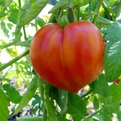 TOMATE COEUR DE BOEUF ROUGE AB 