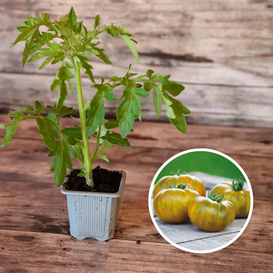 TOMATE EVERGREEN AB - PLANT 