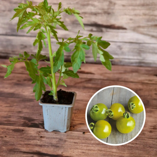 TOMATE GREEN DOCTOR'S FROSTED PLANT AB 