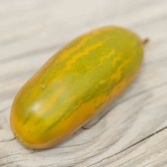 TOMATE GREEN SAUSAGE AB 