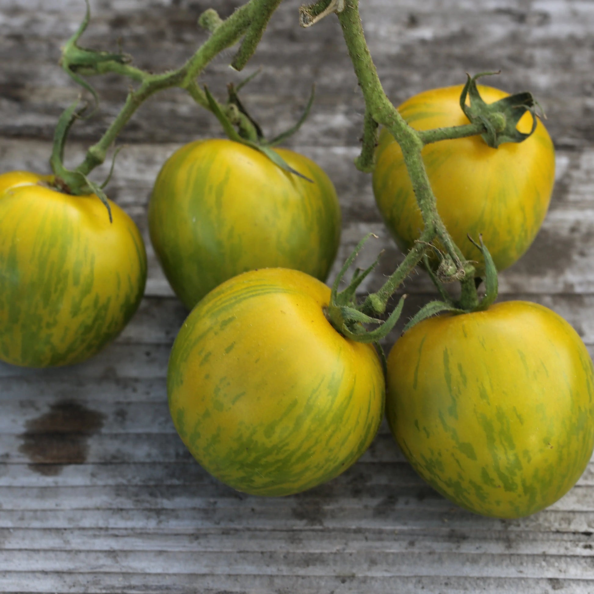 TOMATE GREEN ZEBRA AB - PLANT 