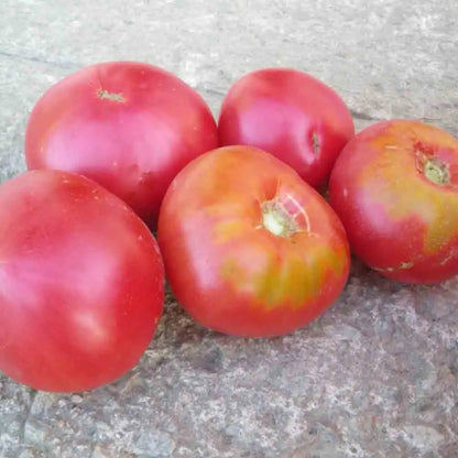 TOMATE GREGORY ALTAI AB 