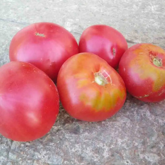TOMATE GREGORY ALTAI AB 
