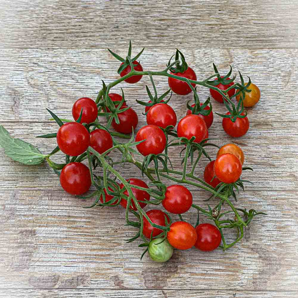 TOMATE GROSEILLE ROUGE TYPE PETIT MOINEAU AB 