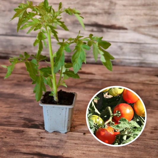 TOMATE JOIE DE LA TABLE PLANT AB 