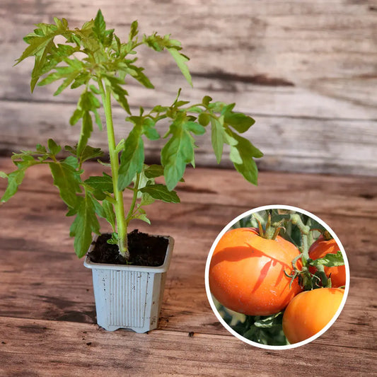 TOMATE LA CAROTINA AB - PLANT 