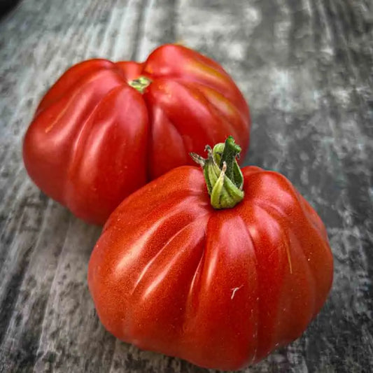 TOMATE LIGURIA AB 