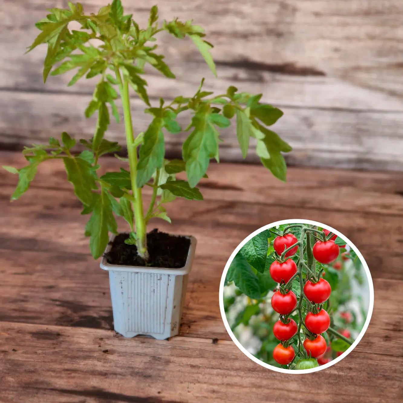 TOMATE MIEL DU MEXIQUE PLANT AB 