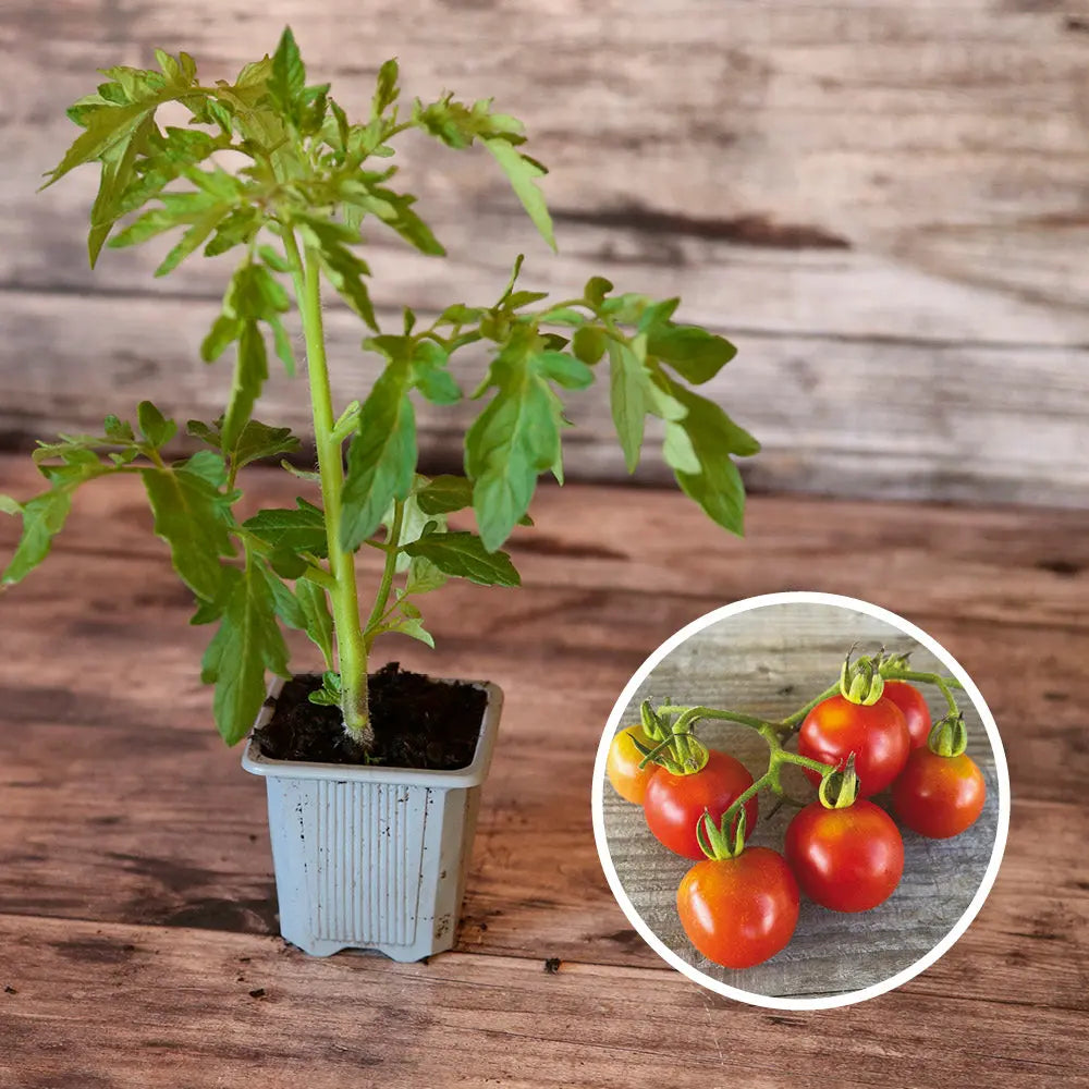 TOMATE MONEYMAKER AB - PLANT 