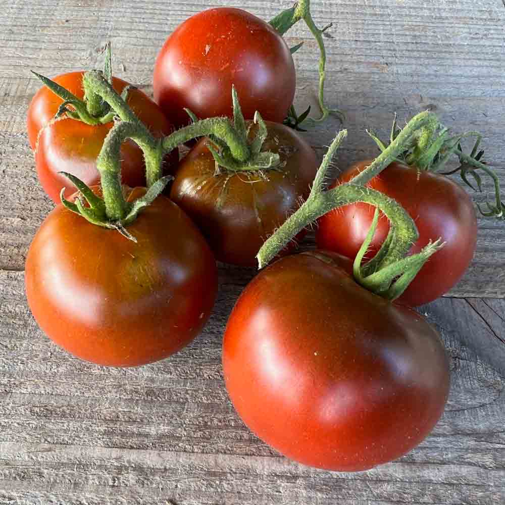TOMATE NOIRE RUSSE AB 