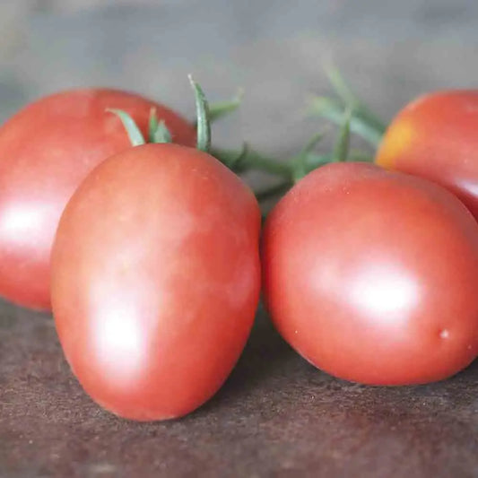 TOMATE OLIROSE AB 