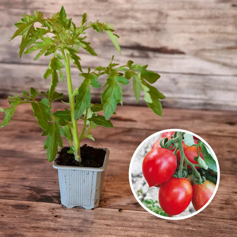 TOMATE PETIT CŒUR DE BŒUF AB - PLANT 