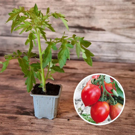 TOMATE PETIT CŒUR DE BŒUF AB - PLANT 