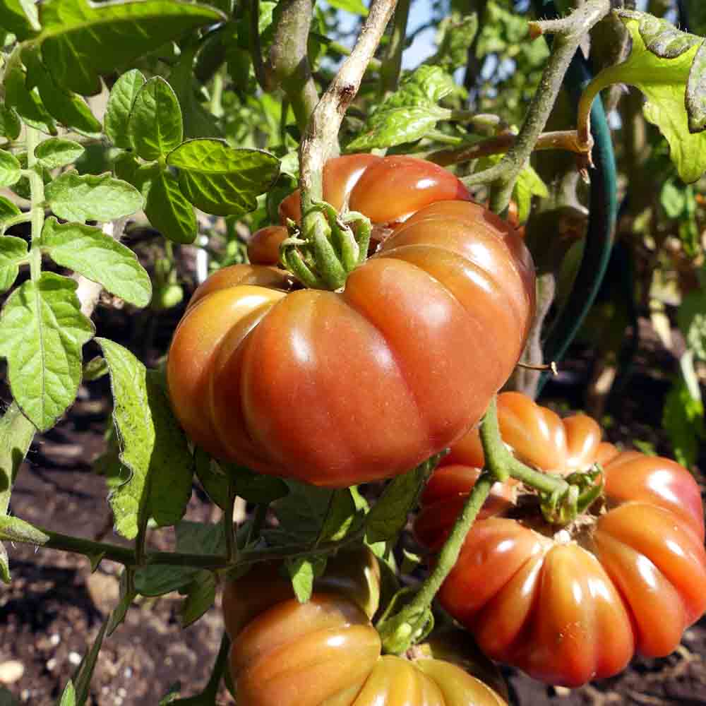 TOMATE PURPLE CALABASH AB 
