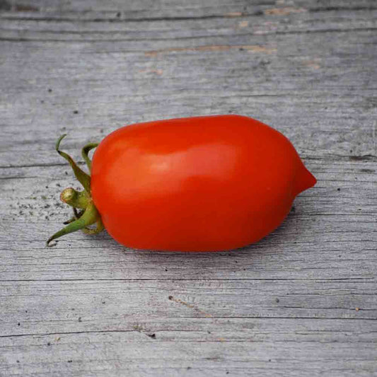 TOMATE ROMA VF AB 