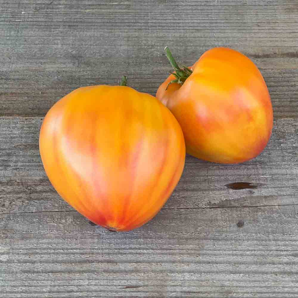 TOMATE RUSSIAN 117 AB 