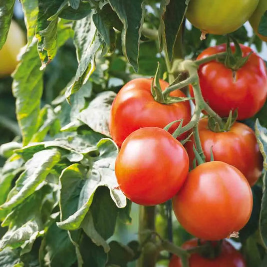 TOMATE SAINT PIERRE AB 