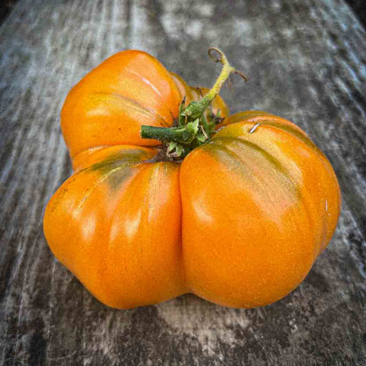 TOMATE SUMMER CIDER AB 
