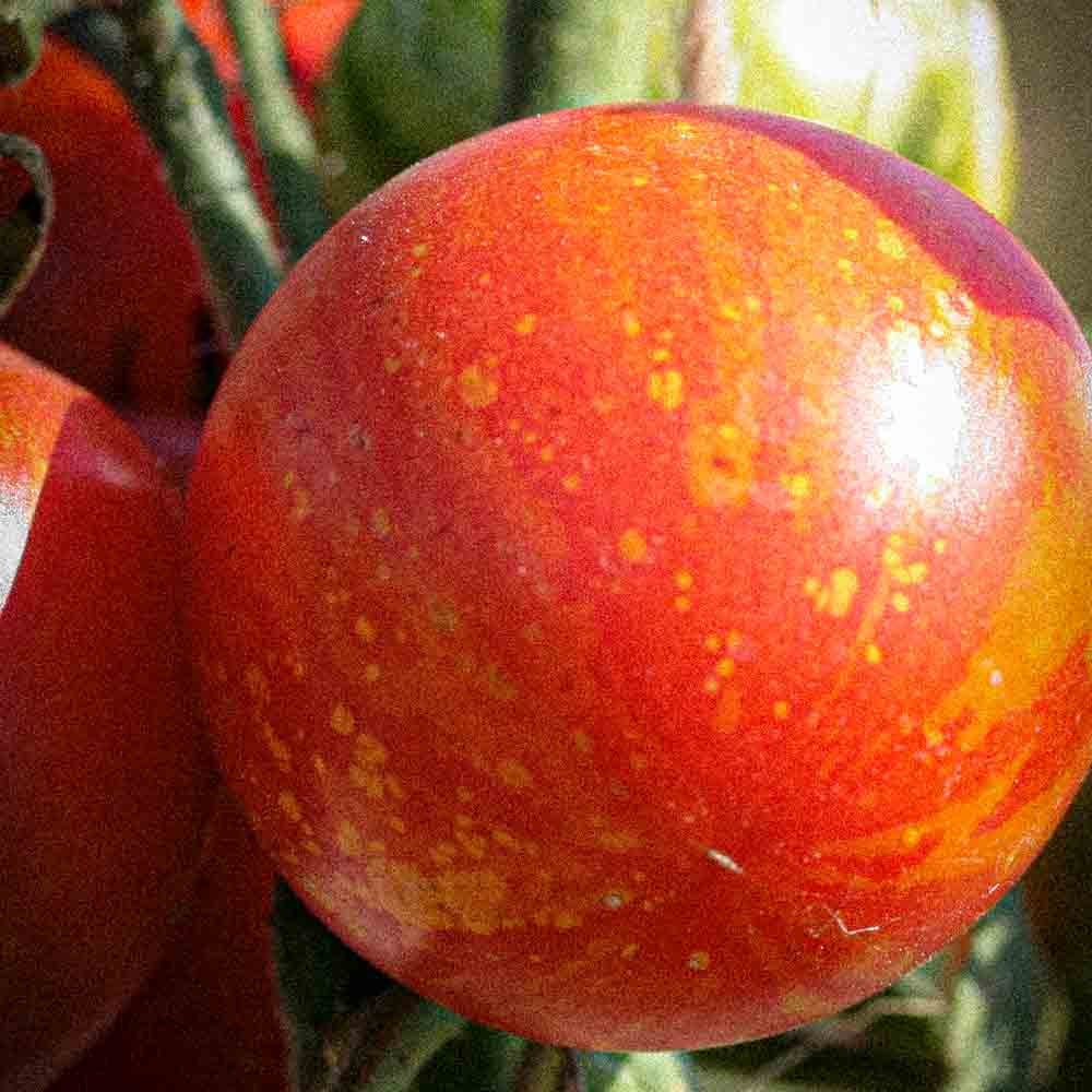TOMATE TIGRELLA BICOLORE AB 