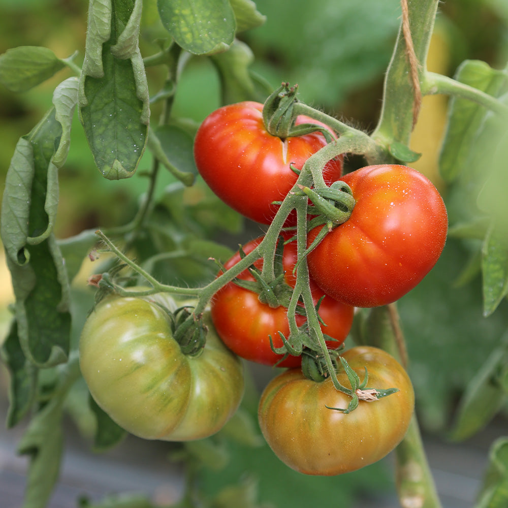TOMATE TRIOMPHE DE LIEGE AB