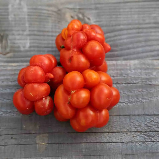 TOMATE VOYAGE AB 