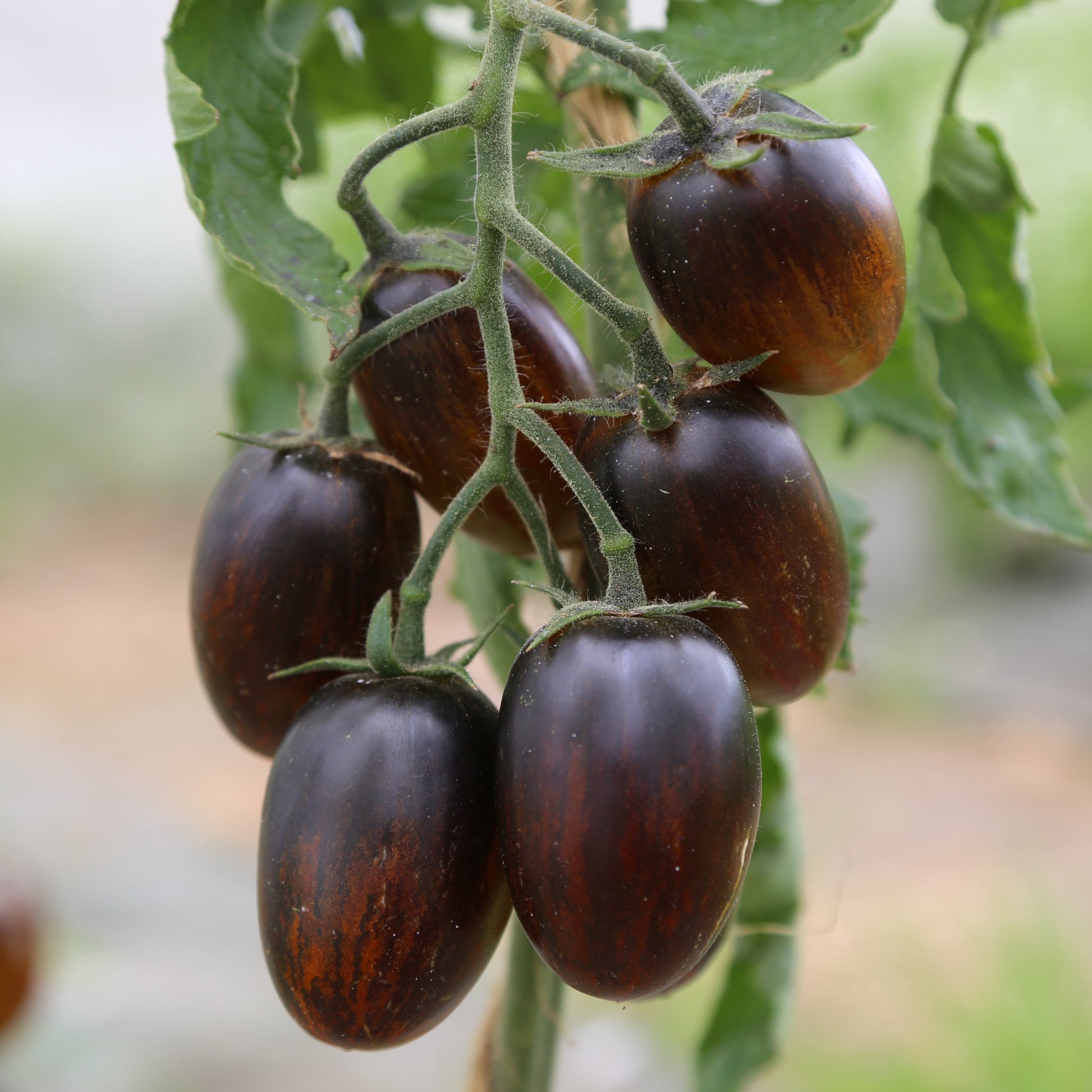 TOMATE BRAD'S ATOMIC GRAPE AB 