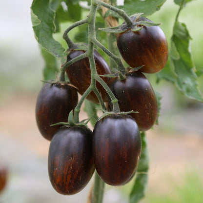 TOMATE BRAD'S ATOMIC GRAPE AB 