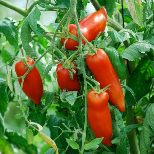 Tomate andine cornue très productive