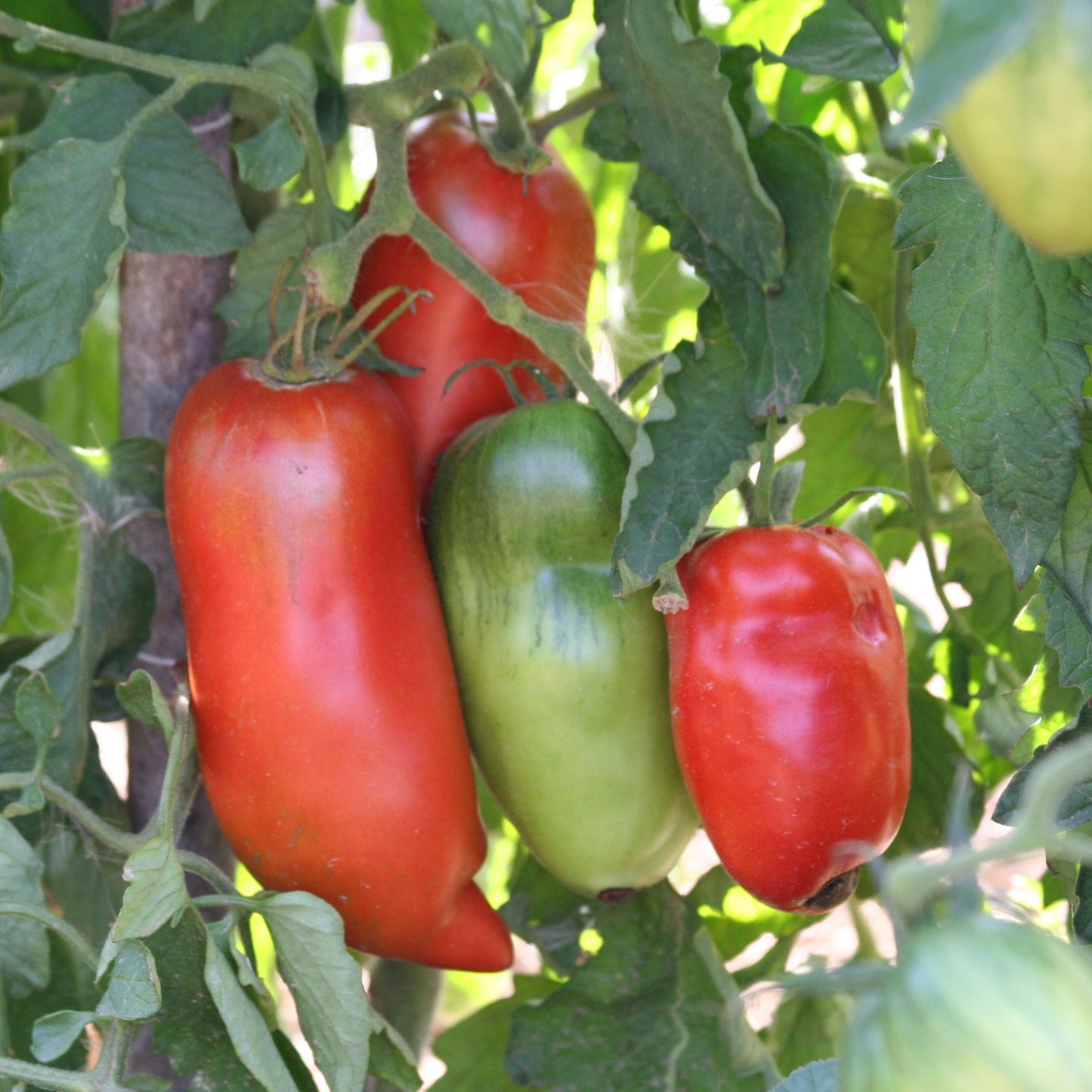 Tomate Andine Cornue en fruit