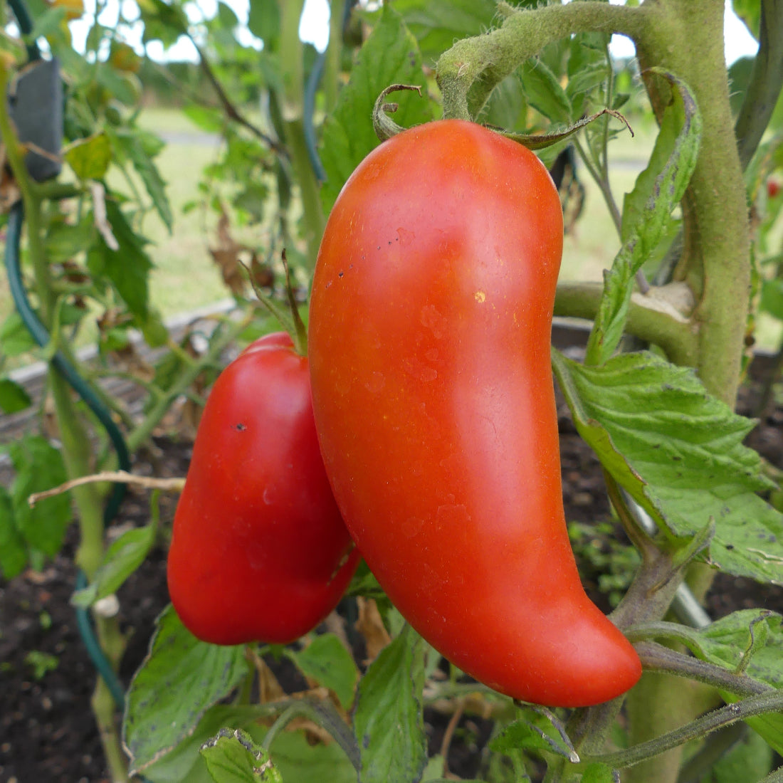 Tomate Andine Cornue sur plante