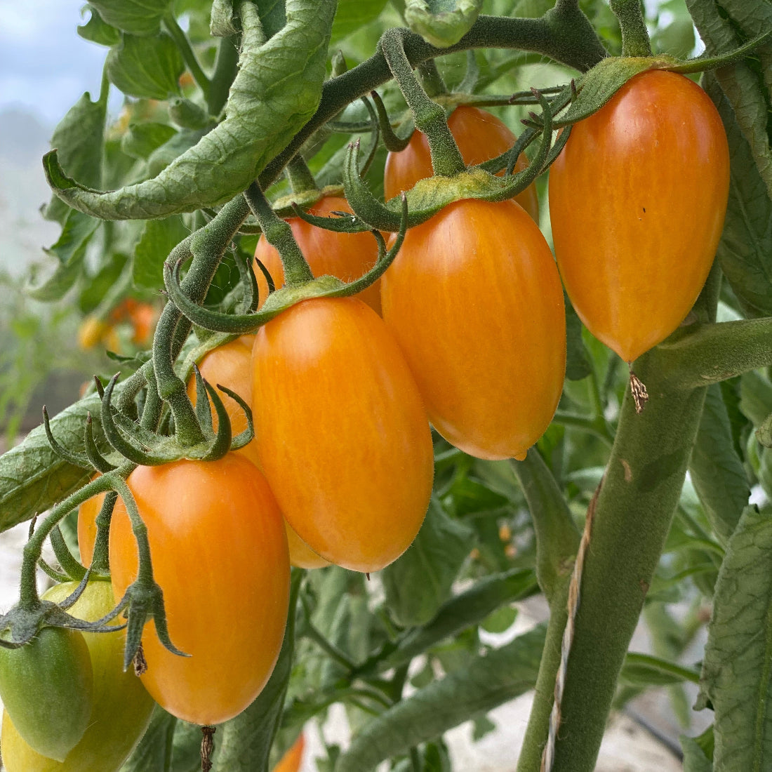 Belle grappe de tomate cocktail artisan blush tiger sur plant