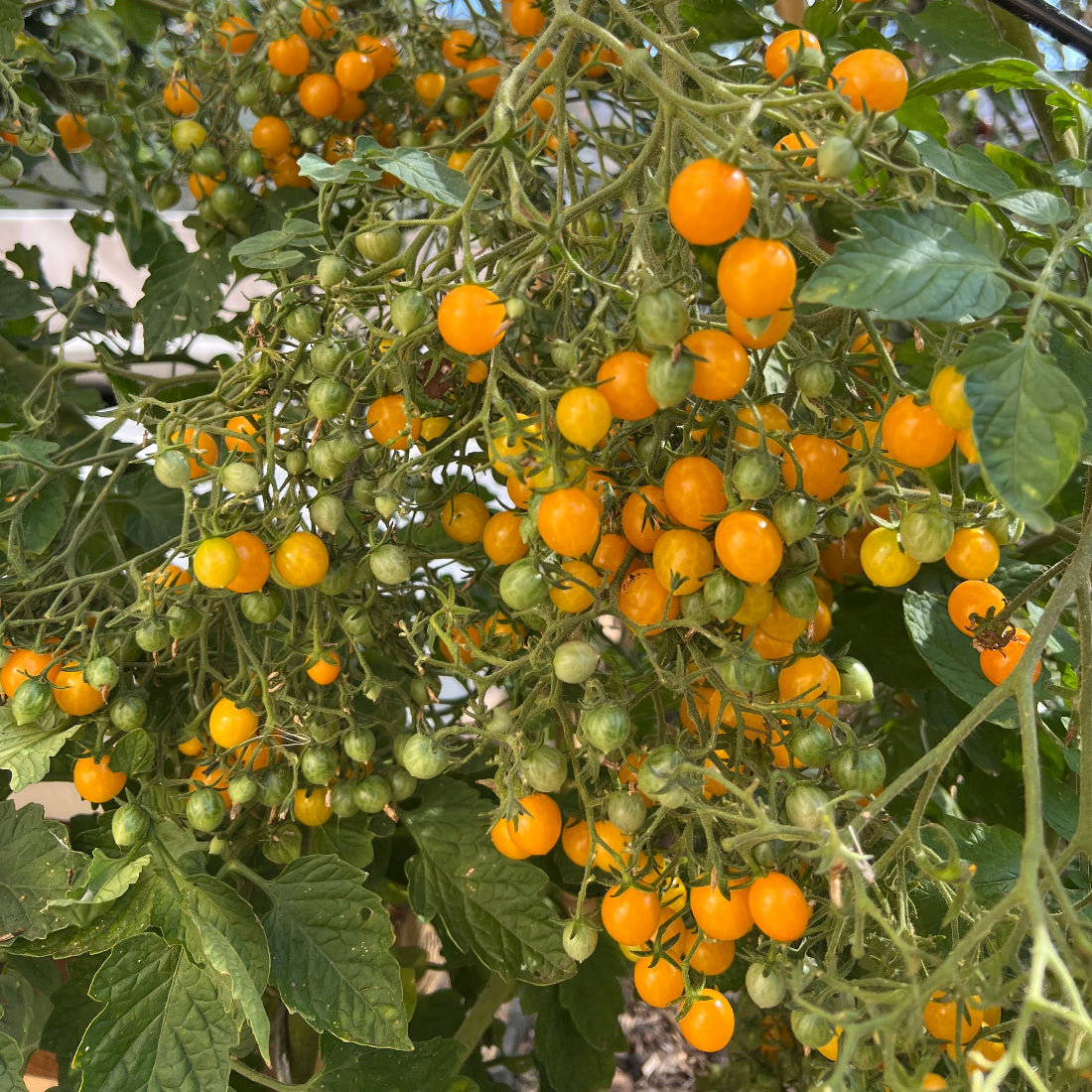 Grappe de tomates cerises orange Cocktail