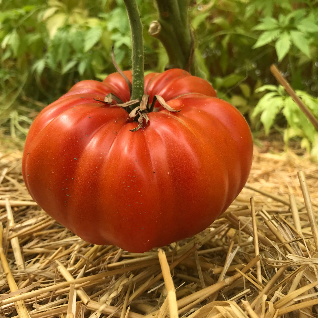 Tomate ancienne de gros calibre, rouge foncé, légèrement côtelée, poussant sur le plant au-dessus d’un paillage de paille au potager.