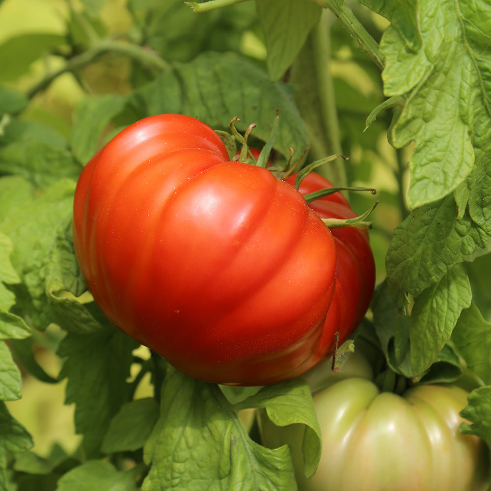 TOMATE COUILLES DE TAUREAU AB 