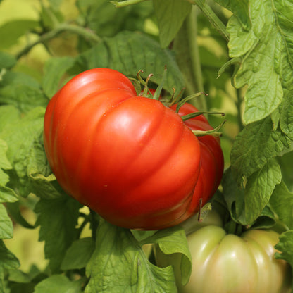 TOMATE COUILLES DE TAUREAU AB 