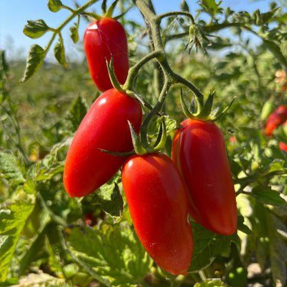 Tomate san marzano sur plant