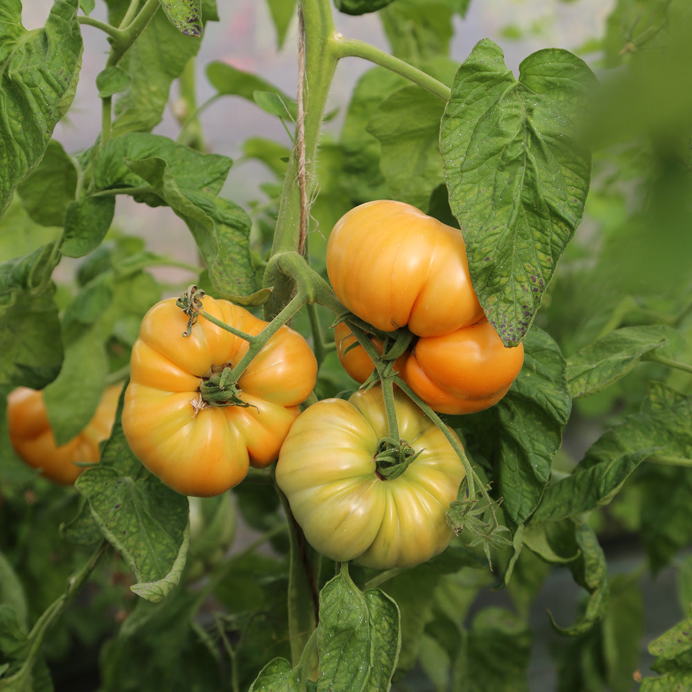 TOMATE SUMMER CIDER AB