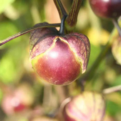 TOMATILLO VIOLET AB 