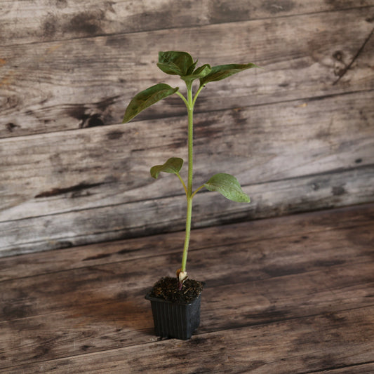 TOURNESOL AUTUMN BEAUTY   AB - PLANT