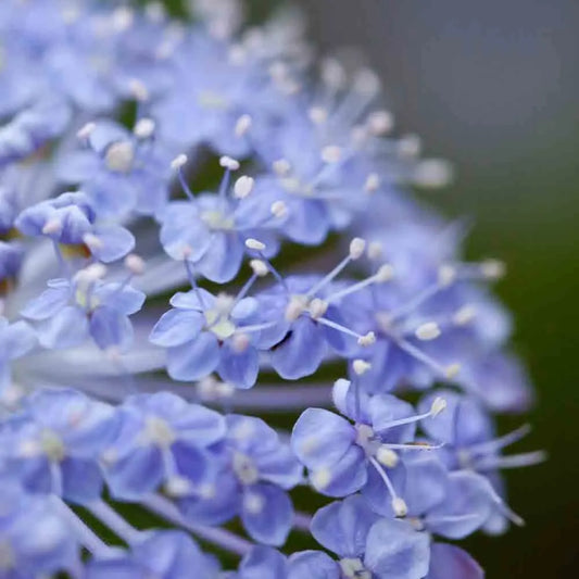 TRACHYMENE LACYBLUE AB 