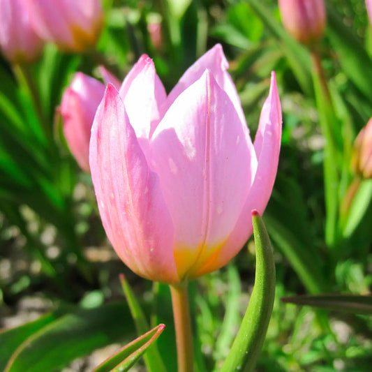 TULIPA BAKERII 'LILAC WONDER 